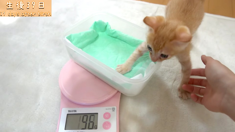 体重測定する子猫