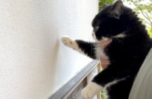 壁と向き合う猫