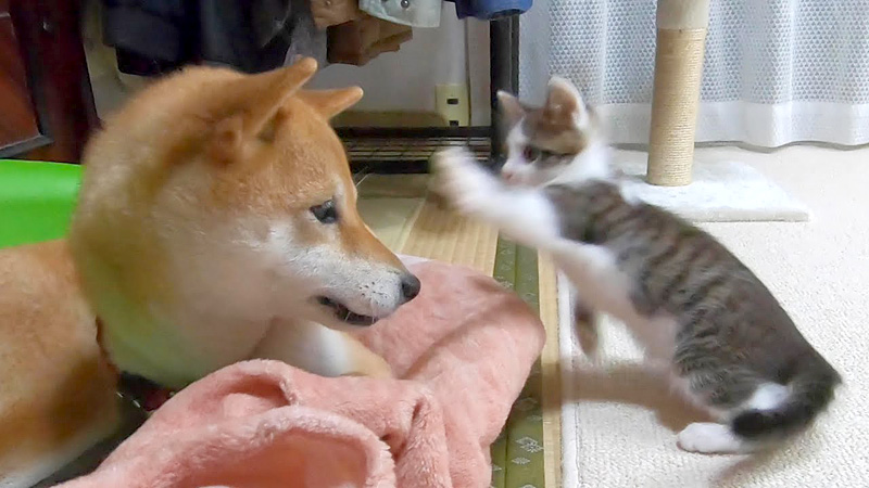 猫パンチ子猫と柴犬