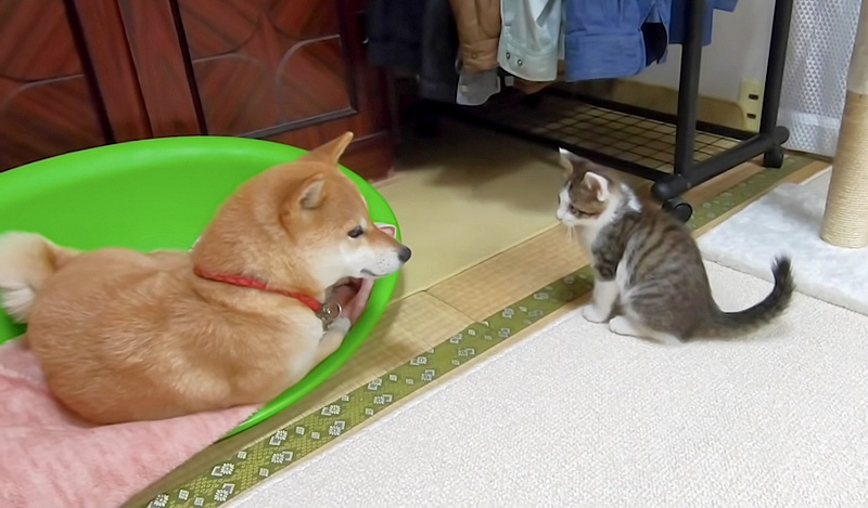 子猫を優しく見る柴犬