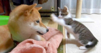 柴犬と子猫