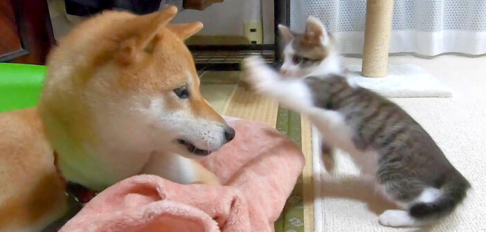 柴犬と子猫