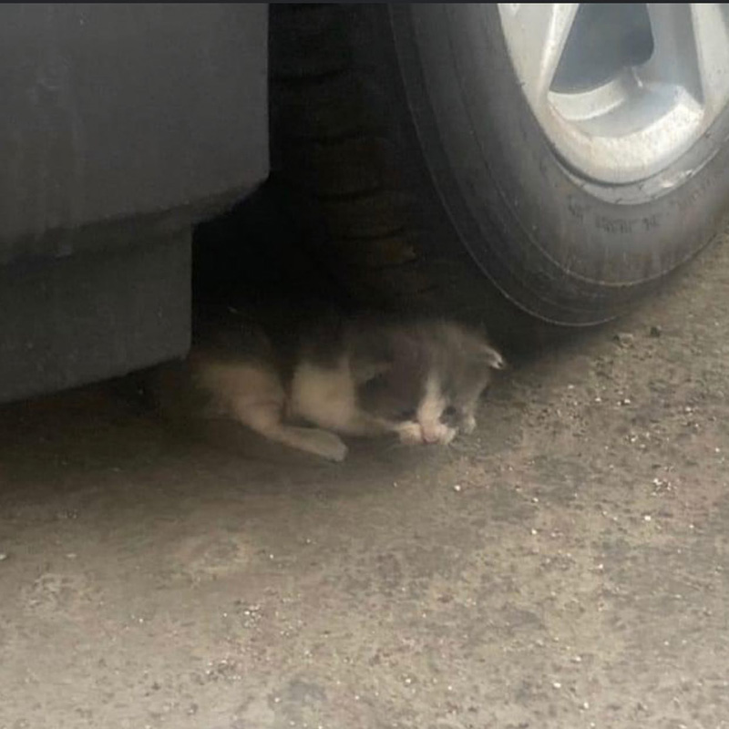 車の下の子猫