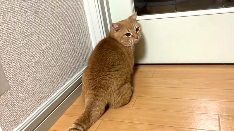ドアを開けてほしい猫