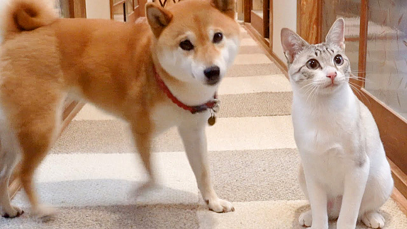 猫と柴犬