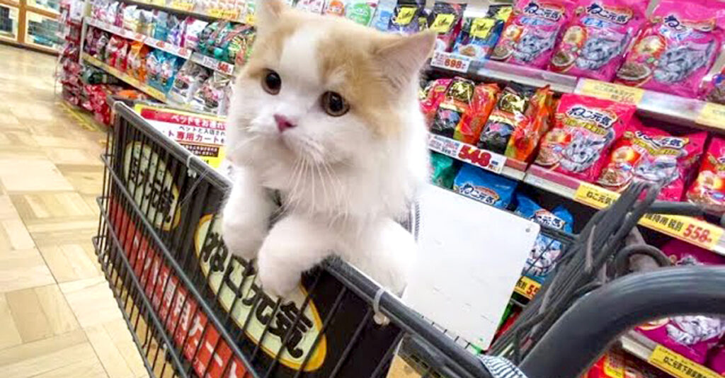 猫さんと一緒に買い物に行くと… 全てのものに興味津々で、可愛すぎる姿