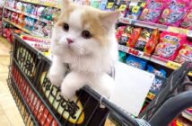 買い物する猫