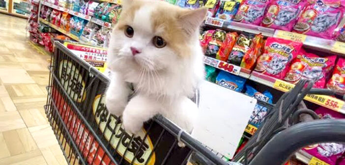 買い物する猫