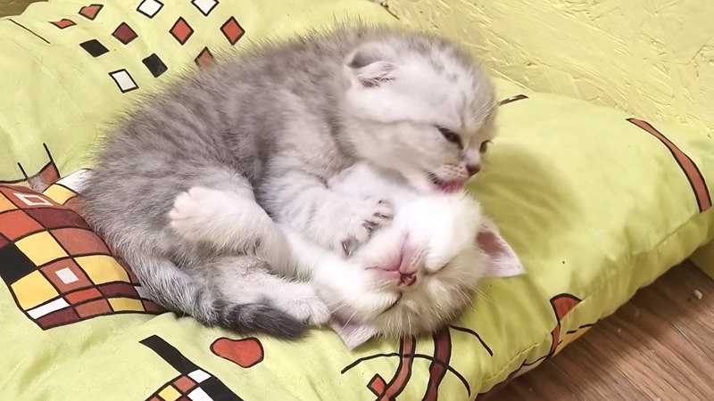 兄猫を寝かしつける妹猫
