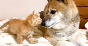 柴犬と子猫