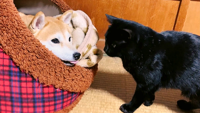 柴犬と猫