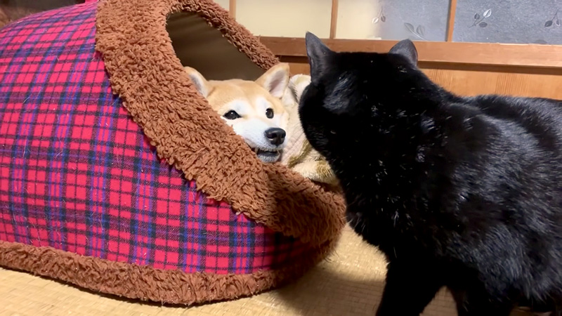 柴犬と猫