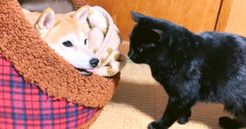 柴犬と猫