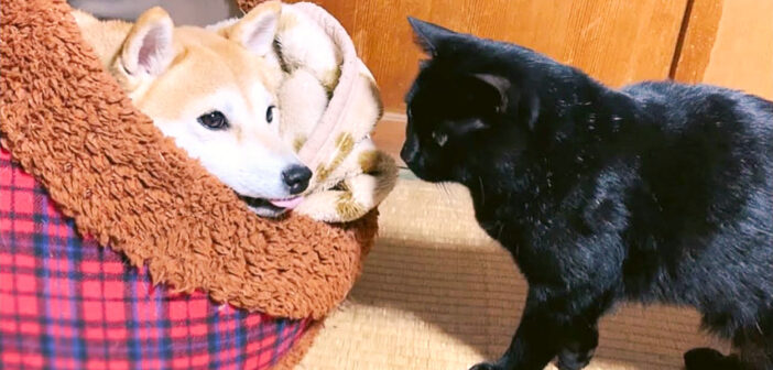 柴犬と猫