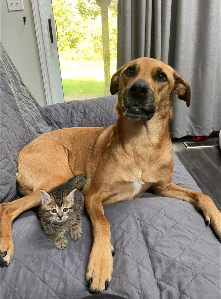 犬と一緒の子猫