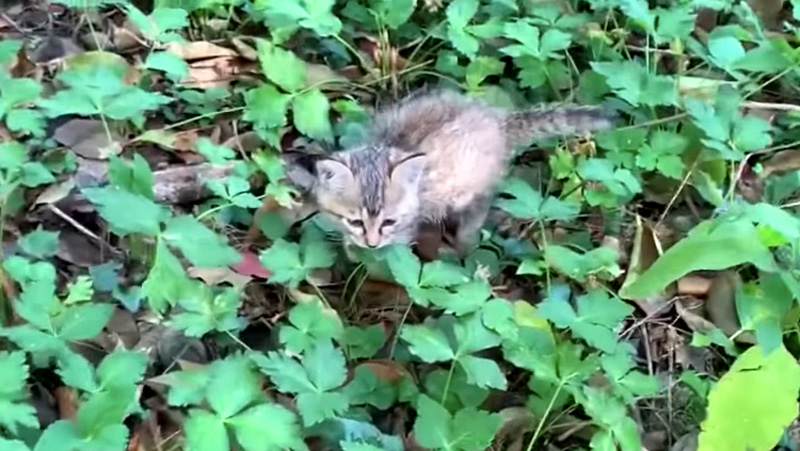 迷子の子猫