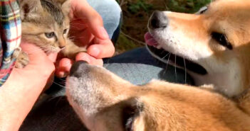 保護子猫に興味津々の柴犬達