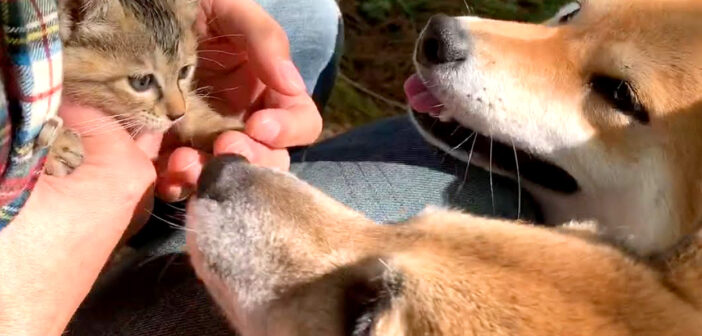 保護子猫に興味津々の柴犬達