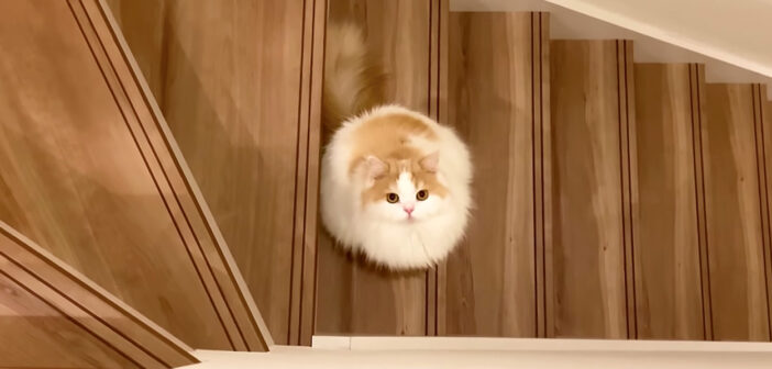 見上げる猫