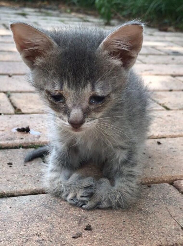 足が曲がった子猫