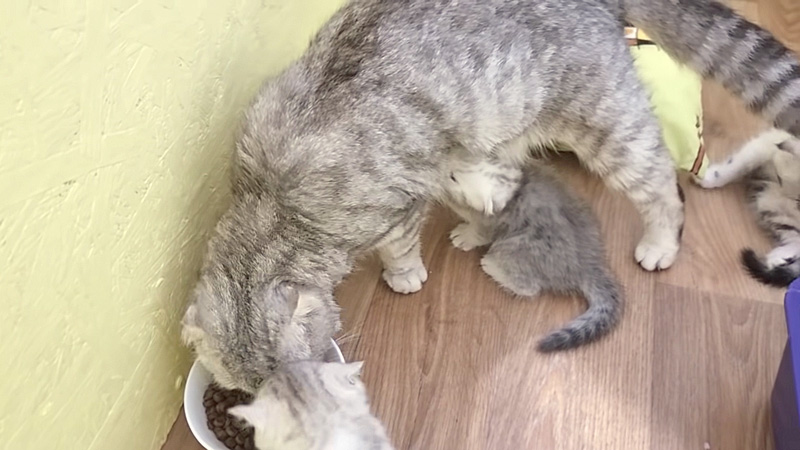 カリカリを食べるお母さん