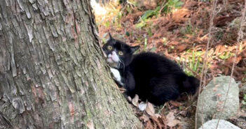 テンションが上がる猫