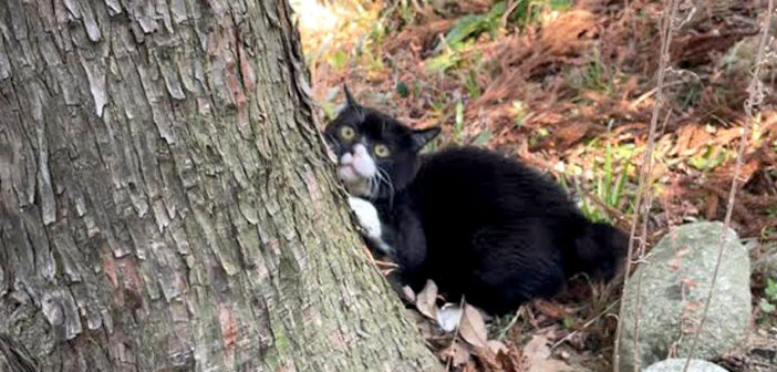 テンションが上がる猫