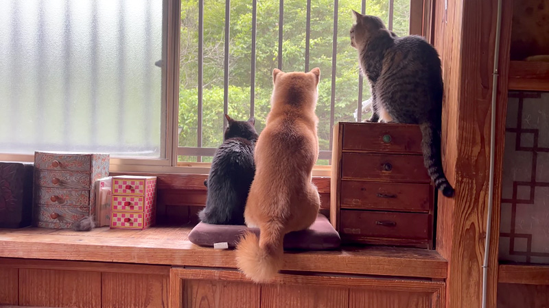 外を見つめる柴犬と猫達