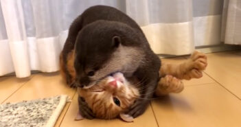 じゃれ合う子猫とカワウソ