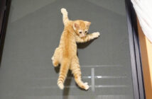 網戸を登る子猫
