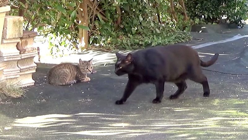 黒猫と子猫