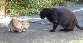 黒猫と対峙する子猫