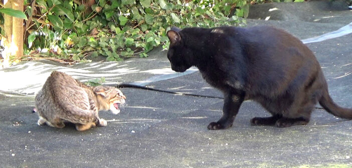 黒猫と対峙する子猫