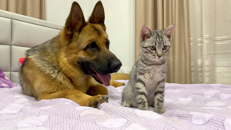 犬と子猫