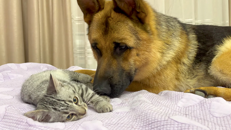 子猫と遊びたい犬