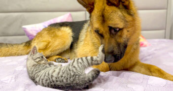 子猫と遊びたい犬