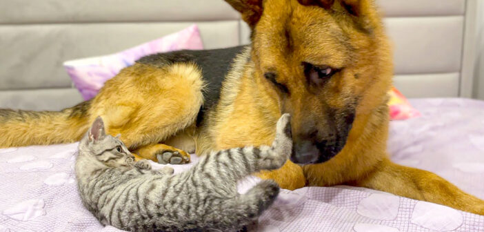 子猫と遊びたい犬