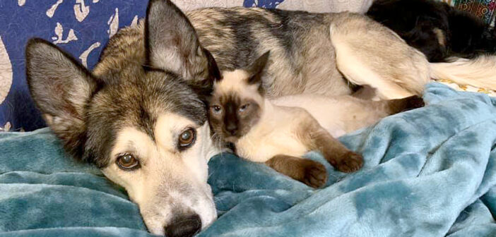 仲良しな犬と猫