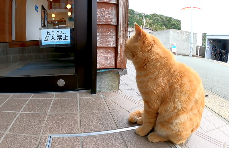 扉の前で待つ猫