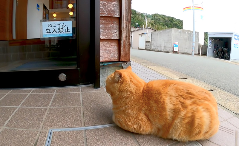 扉の前で待つ猫