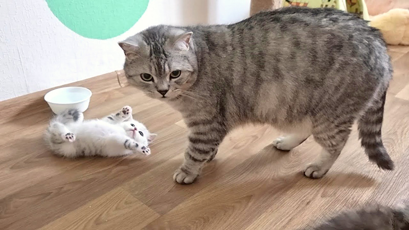 父猫と子猫