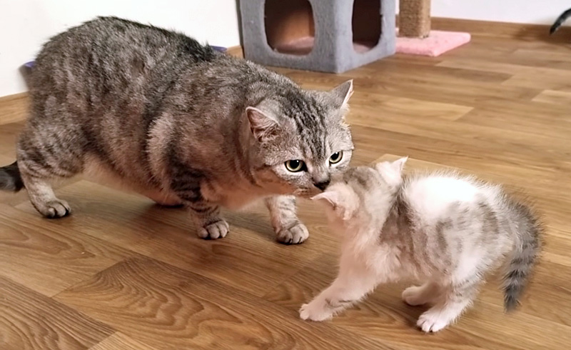 父猫と子猫