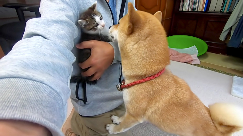 子猫が気になる柴犬