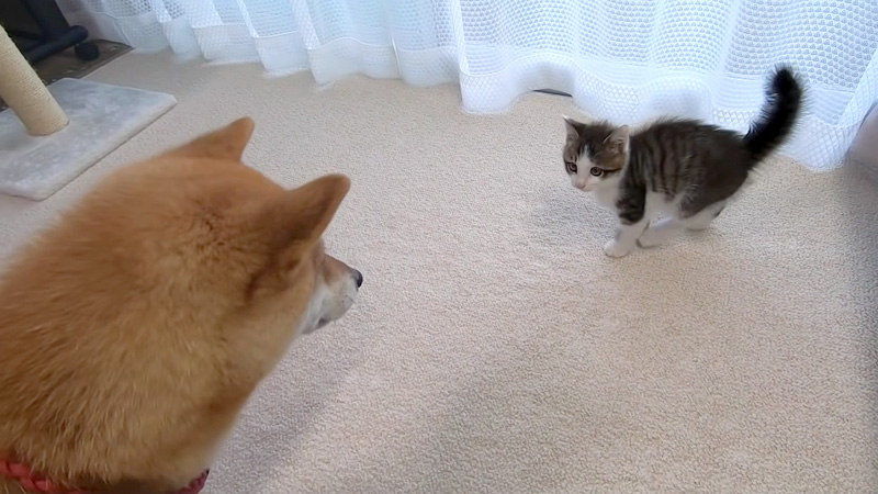 子猫と柴犬