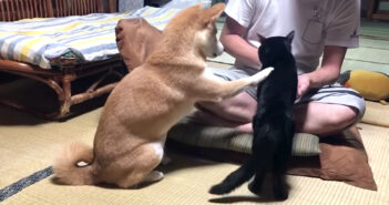 お手する柴犬と猫