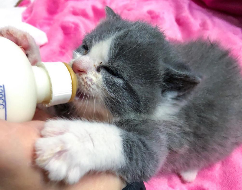 ミルクを飲む子猫