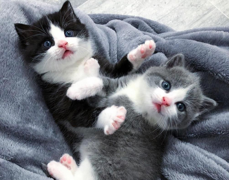 仲良しな子猫達