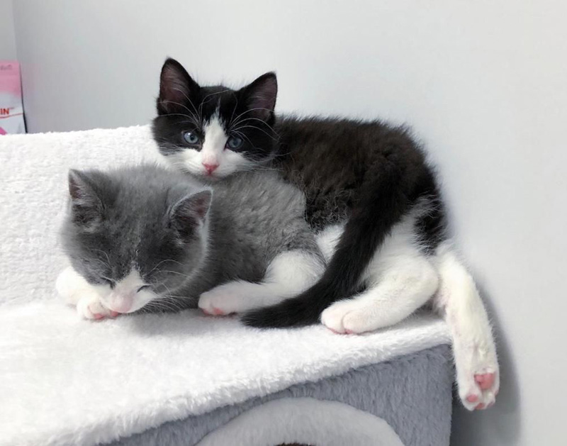 くっつく子猫達