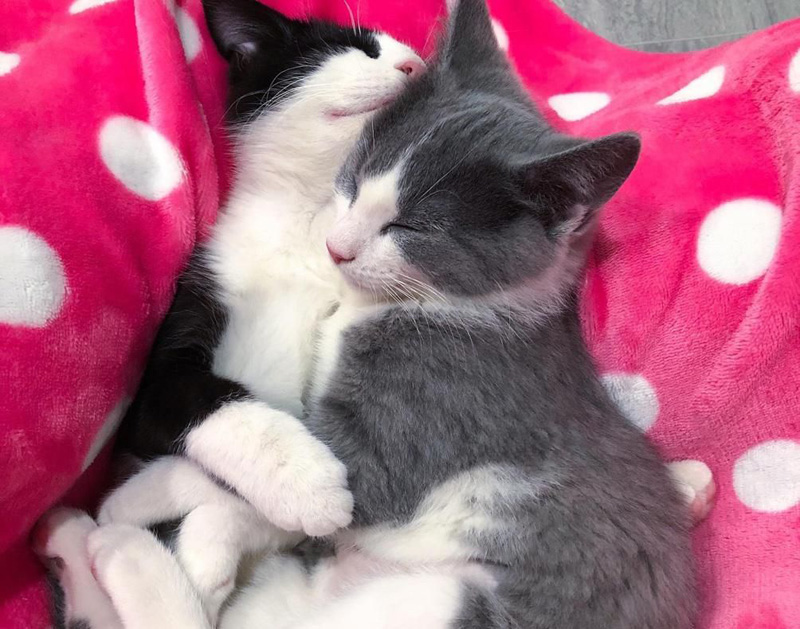 幸せそうな子猫達