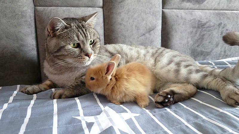 子ウサギと猫